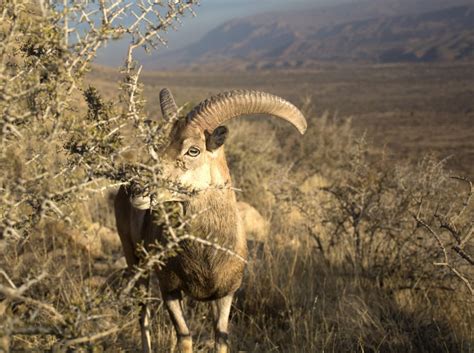 mountain goat camouflage.